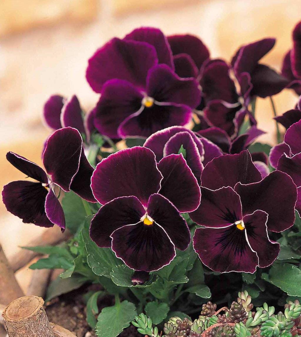 NEW Pansy Purple Lace New Pansy Purple Lace has been fully tested, and delivers the following benefits: Distinctive petal markings and colours edged with an even contrasting picotee; Months of colour
