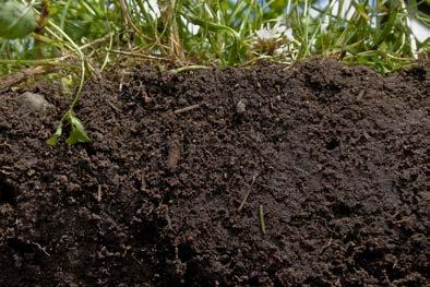 What describes a good soil? Good aeration, drainage and tilth Organic matter and organisms!