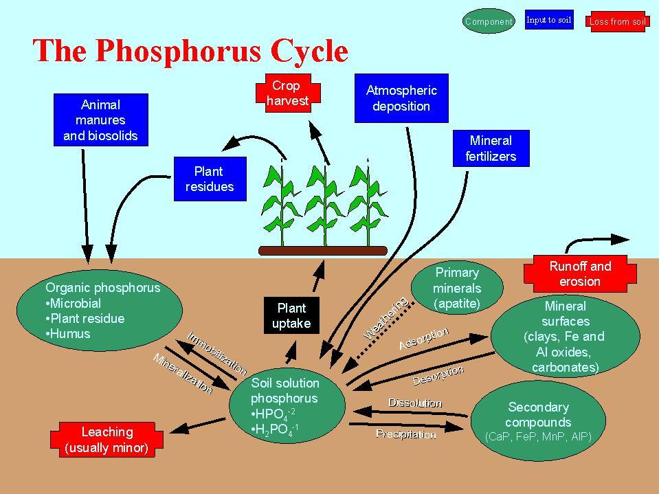 Phosphorus http://biology.kenyon.