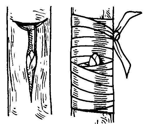 63 PROCEDURE: A. Observe the T-budding demonstration - Practice wood, boiled to induce cambial slippage, will be available. B.