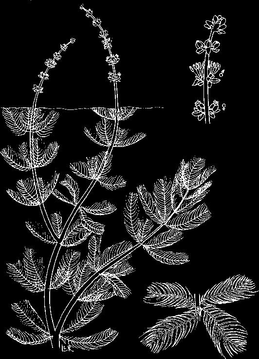 Eurasian watermilfoil was accidentally introduced into the United States from Europe in the 1950s.