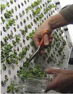 than other hydroponic systems