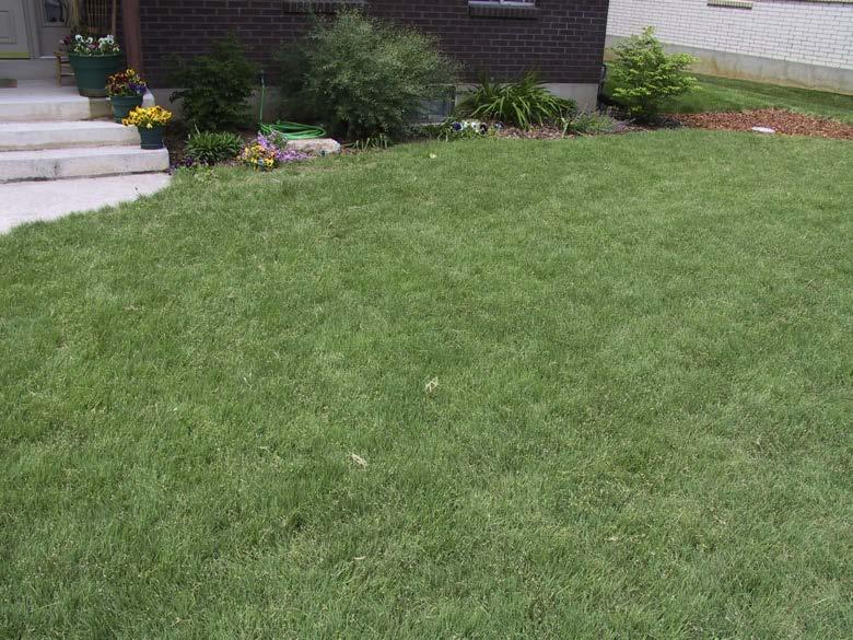 Buffalograss lawn in summer and mowed at 3 inches. In terms of other management, buffalograss tends to be lower maintenance than other grasses.