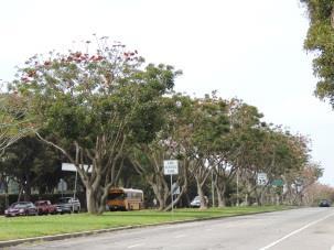 San Vicente Blvd between Federal Ave and 26th St San Vicente Boulevard Median Year built: 1945 Context: Cultural Landscapes, 1875-1980 Designed Landscapes, 1875-1980 Theme: Monumental Civic