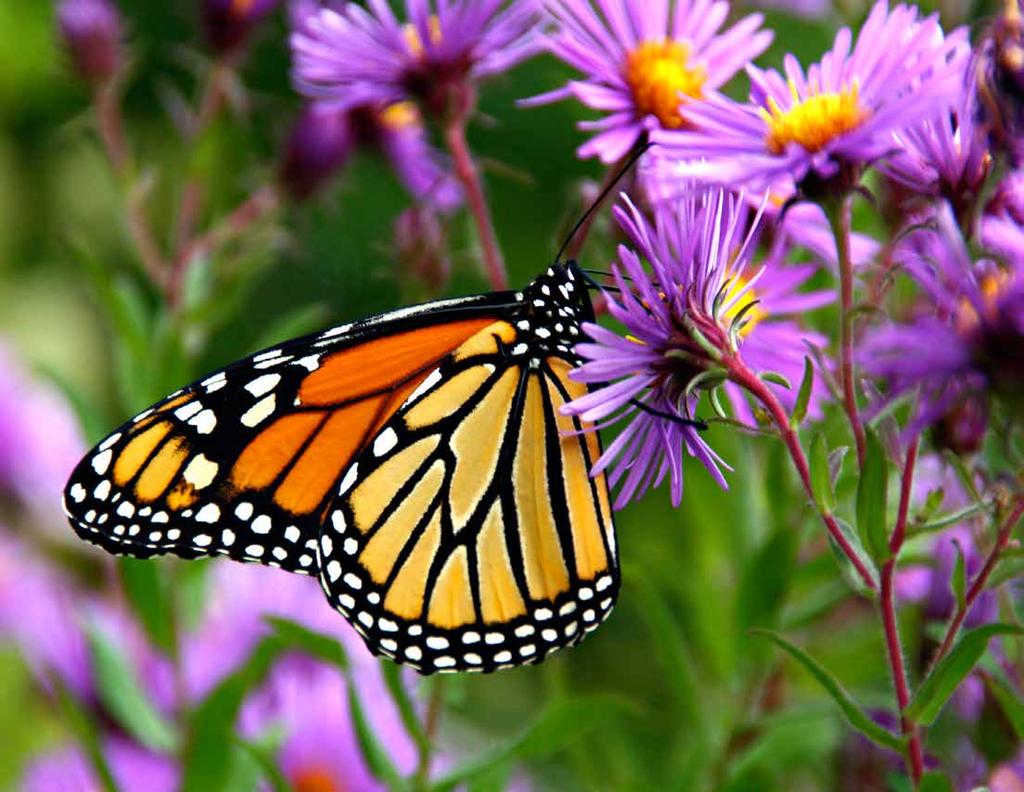 Volunteer Professional Volunteer + Professional Native Butterfly Meadow Image