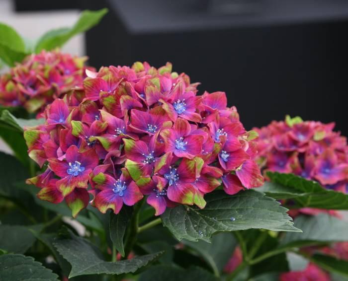 Especially the number series: Hydrangea macrophylla 'Saxon B22-9' Among