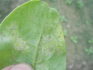 Other issues Downy mildew -from