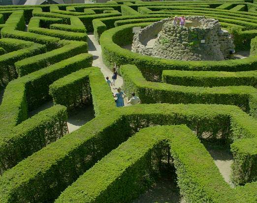 The Maze and Grotto The maze was created in 1987 using 2,400 yew trees. It took 6 gardeners to create the maze. Each gardener could plant 12 trees in one hour.