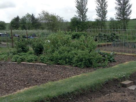 P3. Allotments to the east of the tennis courts There are 24 allotments which have been