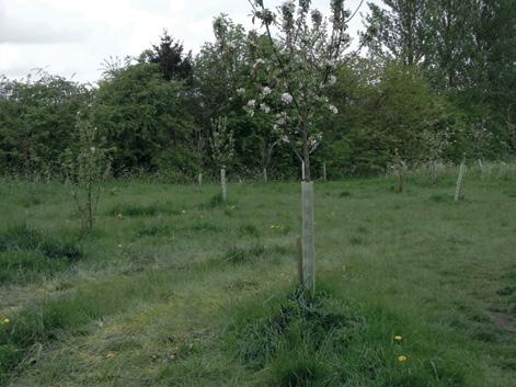 Orchard to the east of the allotments This is a community resource planted with apples, pears