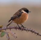 Chats & Wheatears Mainly migrants, Wheatears are seen regularly in spring and autumn.