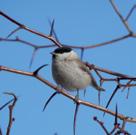 Warblers & Related Birds Blackcap Mainly summer visitors, the spring air is full of the songs of these birds.