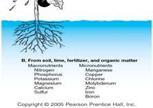 forms, nutrients, and organic matter in upper A