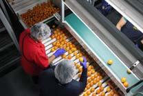 C (54 57F) Mandarins/Clementines More easily damaged than oranges;