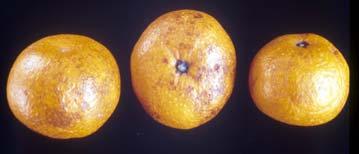 SOPP Damage Puffines Olleocellosis Lemons Peel Damage Various Causes A minimum juice content by volume of
