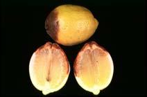 Alternaria Lemons occurs in storage controlled by prestorage