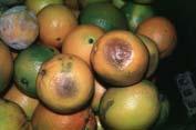 Sour Rot Geotrichum Fruit injuries Trichoderma Trichoderma Fruit