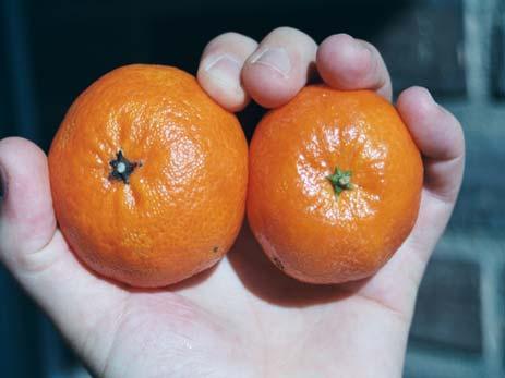 Lemons Mandarins Ethylene: 1-5 ppm Temperature: 20