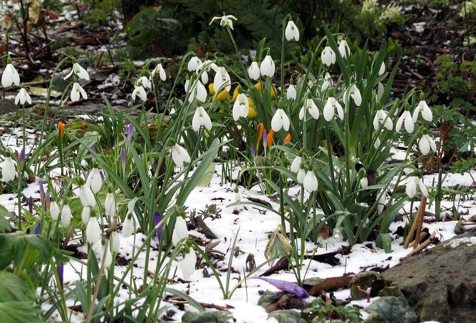 Above a group of snowdrops