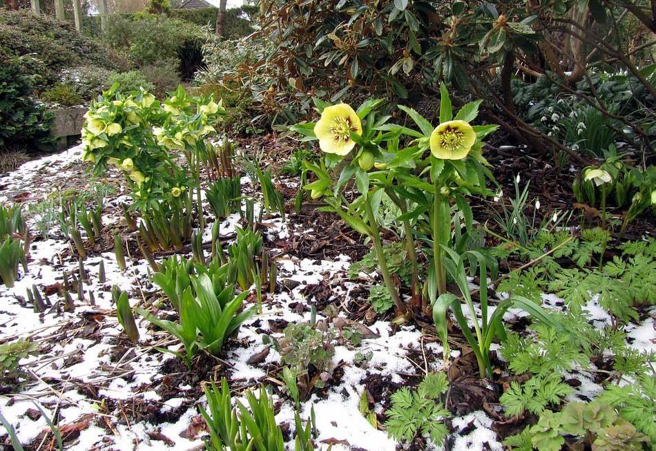 This bed currently features two forms of yellow Hellebore
