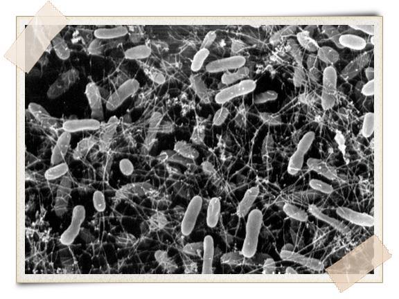 Micro-organisms Bacteria Bacteria Bacteria are