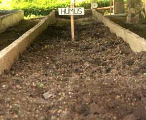Adds large amounts of humus to soil Humus is a brown or black complex variable material