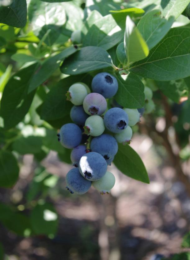 Figure 2. Jewel blueberry. Credits: James W. Olmstead, UF/IFAS Star (Figure 3) was released by the University of Florida in 1995. Star has medium vigor but its survival in the field has been good.