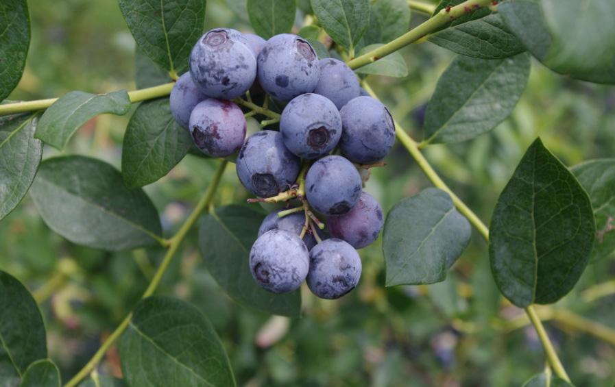Farthing has performed well in north-central Florida, but it is a new cultivar and its adaptive range has not been fully determined. Figure 6. Sweetcrisp blueberry. Credits: James W.