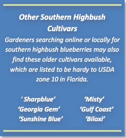 These cultivars usually ripen in late May and early June in Gainesville. Early-season rabbiteyes have not been as productive under Florida conditions as the mid- to late-season cultivars.