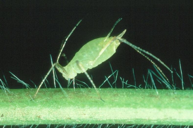 aphids insert their stylets