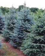 Site Landscaping: Plant Materials - Dominant Trees & Shrubs Despite the great number