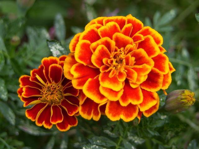 Repel Pests--- Marigolds work with just about any garden plant.