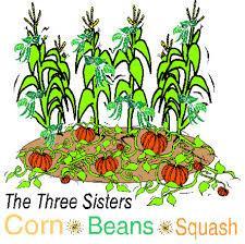 The Three Sisters Garden The Eldest Sister: Corn The