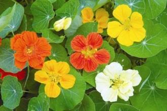 A Few Aboveground Combinations to Try: Trap Plants lure insects to themselves Nasturtiums are LOVED by aphids so much