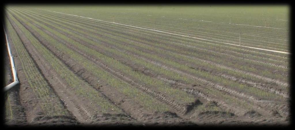 Irrigation and Fertility Management in Central Valley Processing Onions Provide