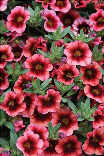 Superbells Coralberry Punch Calibrachoa Z 9-11 / Full sun / Vigor 3 Height: 8-12 / Width: 18-24 Superbells Punch Series was selected for their dark center/eye which gives