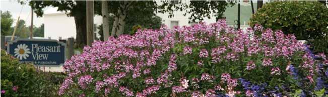 Senorita Rosalita Cleome This heat and drought tolerant plant adds dramatic height to landscape beds;