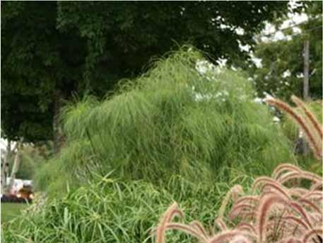 Graceful Grasses Cyperus King Tut Perennial grasses are always a good investment but sometimes