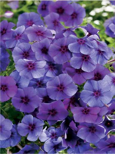 Intensia Blueberry Phlox Z 10-11 / Full sun / Vigor 3 Height: 10-12 A new line of crosses Larger leaf size and more upright