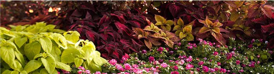 In the Shade Kingswood Torch Coleus Royale Glissade Coleus Lifelime