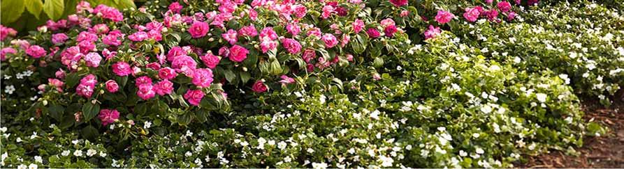 blooms that resemble miniature rosebuds; no deadheading necessary,