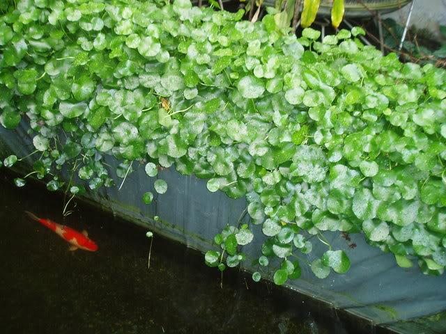 Water Loving Plants Gotu kola (Centella asiatica)