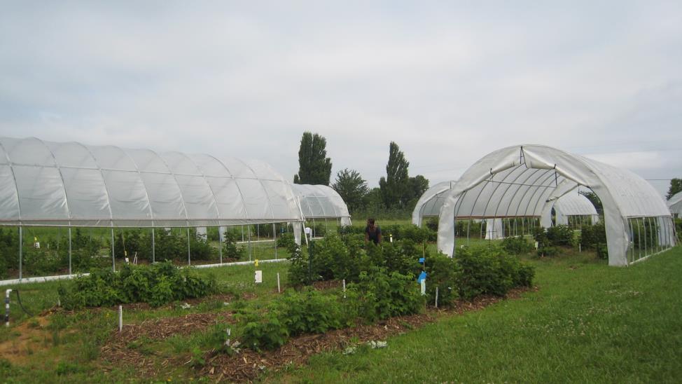 Comparison Blackberry Production Under High Tunnels and Field Conditions Dr. Elena Garcia Professor Dept. of Horticulture University of Arkansas High Tunnels What are high tunnels?