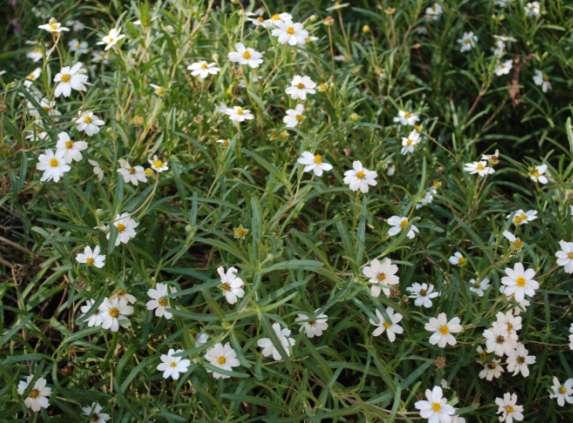 Flowering Perennials Black Foot Daisy Melampodium