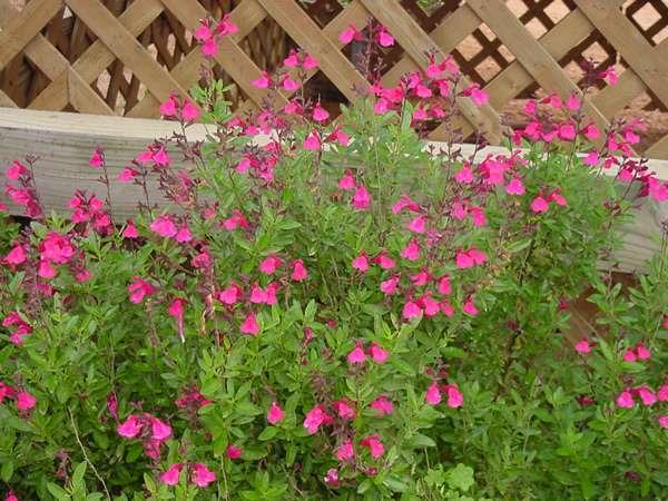 Sage- Salvia regla Mealy Sage- Salvia farinacea 1-5ft Drought
