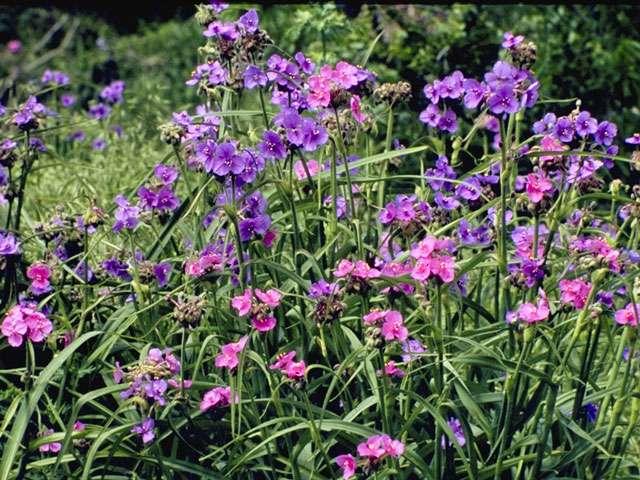 Flowering Perennials Spiderwort Tradescantia gigantea 1-3ft tall Early spring to summer Purple to