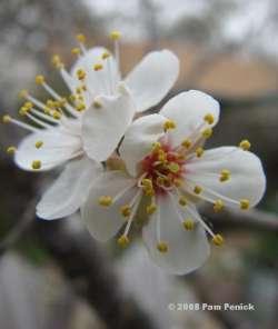 flowers in early spring Purple plum fruits in the