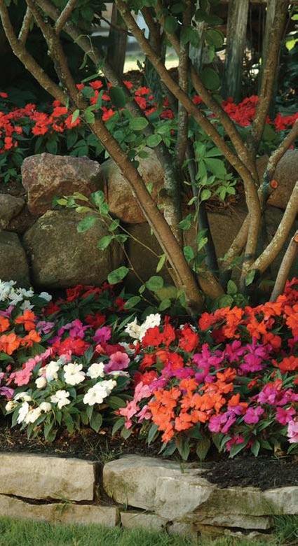 For easy new Guinea mixes, we recommend Divine Divine has a one-week flowering window for easy and simple mixes made perfect for the landscape market.