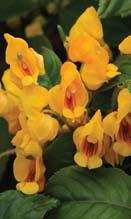 offering Moderate vigor Exotic yellow for your impatiens program Free-flowering, vigorous