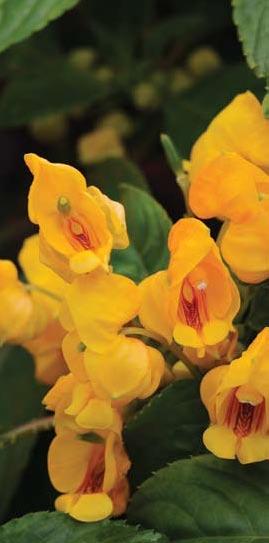 Super Elfin Standard Varieties Single F1 Impatiens Height: 8 to 10 in. (20 to 25 cm) Spread: 12 to 14 in. (30 to 35 cm) A Made for the Shade and Color Essentials selection.